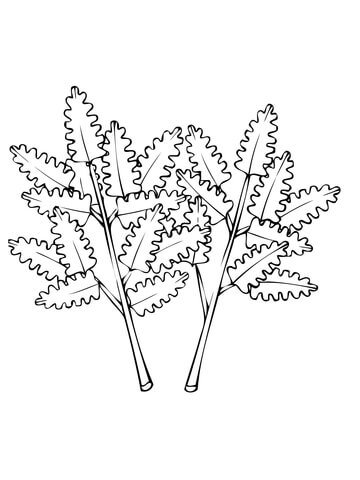 Parsley Leaves Coloring Page